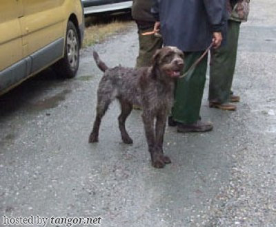 Griffon Korthals UDERZO DE LA FORET DU BRACA Griffon Korthals UDERZO DE LA FORET DU BRACA